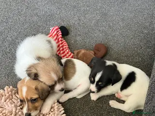 Jack Russell dogs Jack Russel puppies for sale - Advert 3