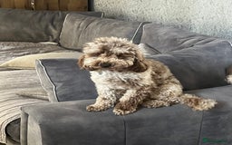 Miniature Poodle dogs for sale: Mini poodle - Image 1