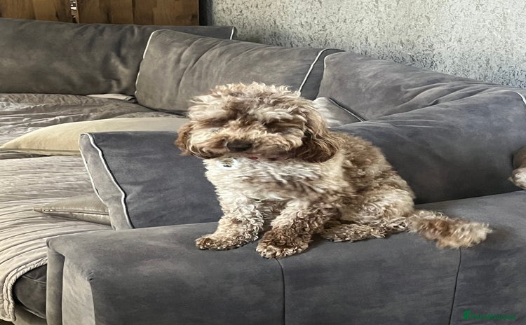 Miniature Poodle dogs - Advert 1