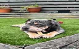 Mixed Breed dogs for sale: Snoop - Image 1