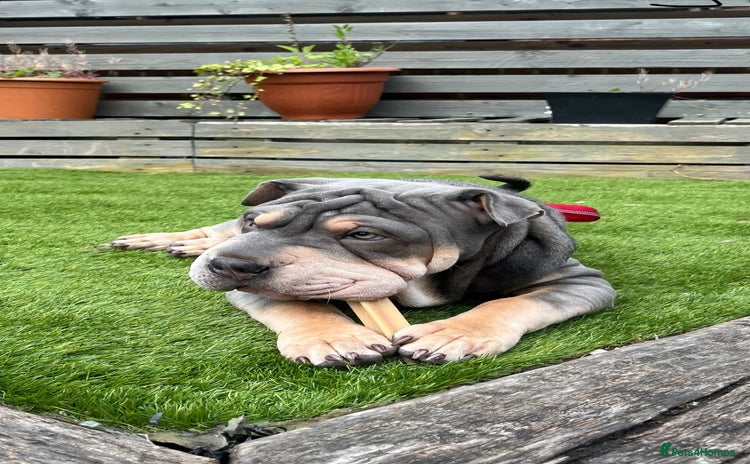 Mixed Breed dogs - Advert 1
