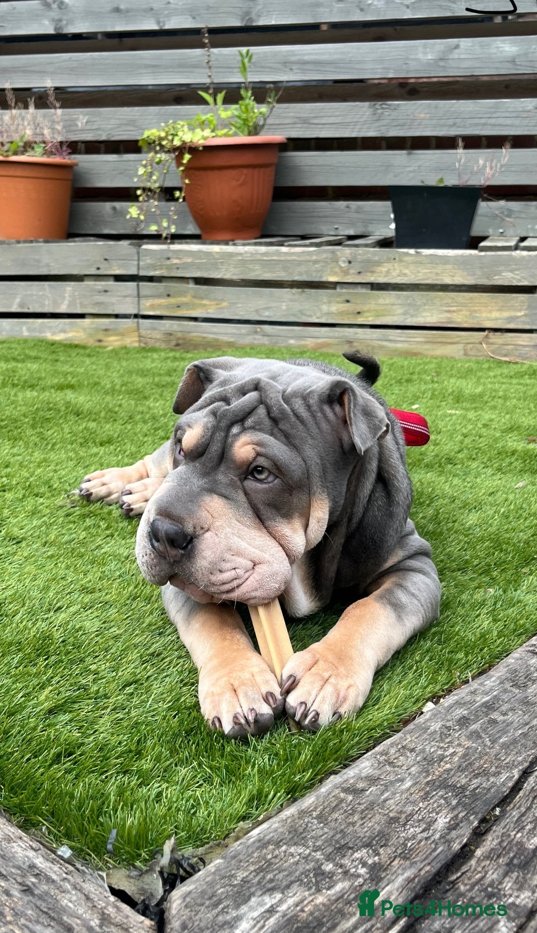 Mixed Breed dogs for sale: Snoop - Image 1