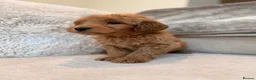 Goldendoodle dogs for sale: Super Quality Doodles  - Advert 31