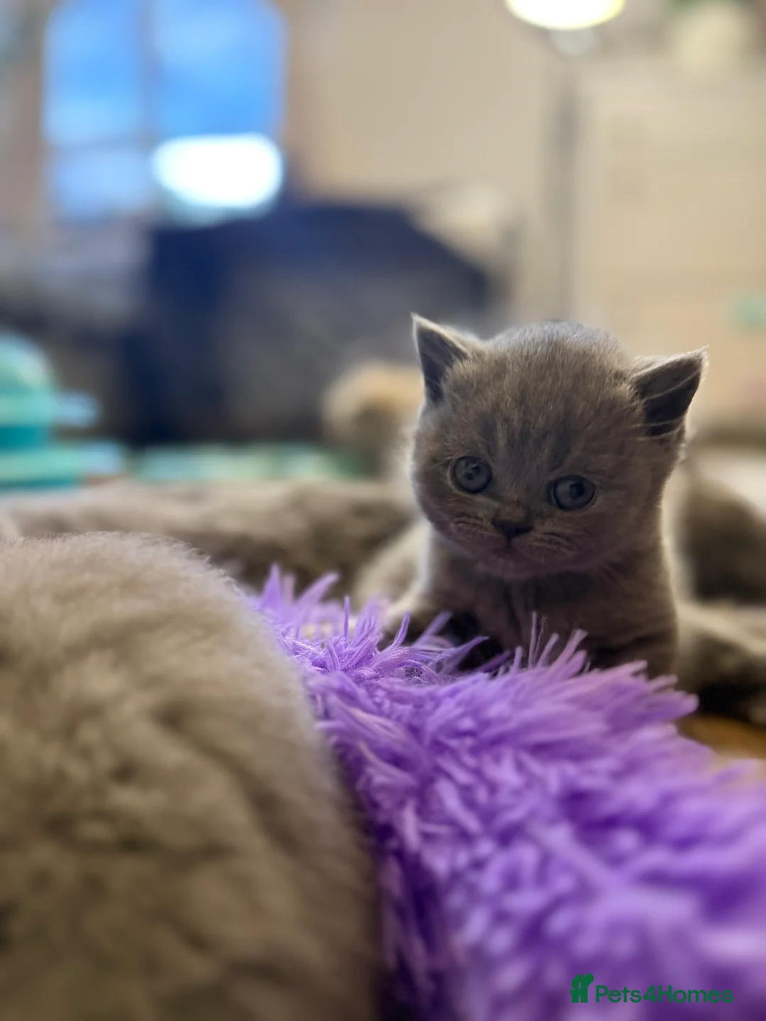 British Shorthair cats for sale: 100% Pure Pedigree Champion line Bsh Reg. Kitten - Advert 12