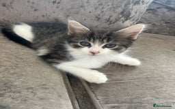British Shorthair cats for sale: 4 female kittens  - Image 1