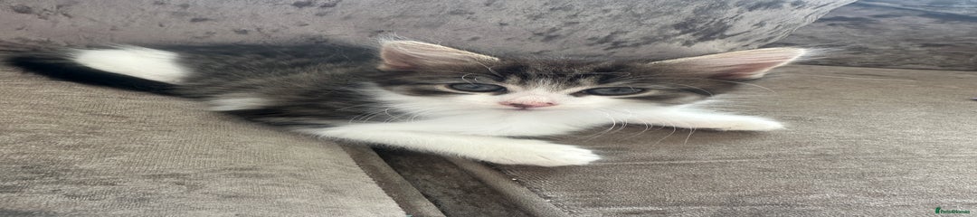 British Shorthair Kitten 1