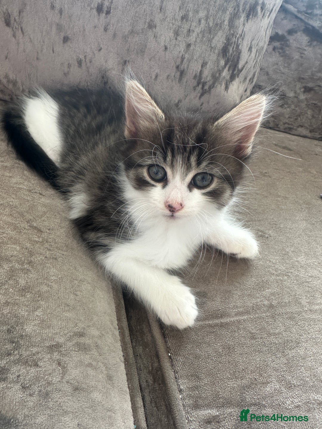 British Shorthair cats for sale: 4 female kittens  - Image 1