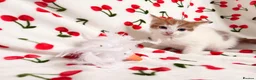 Mixed Breed cats for sale: Adorable Baby Boys Looking for Loving Homes - Advert 2