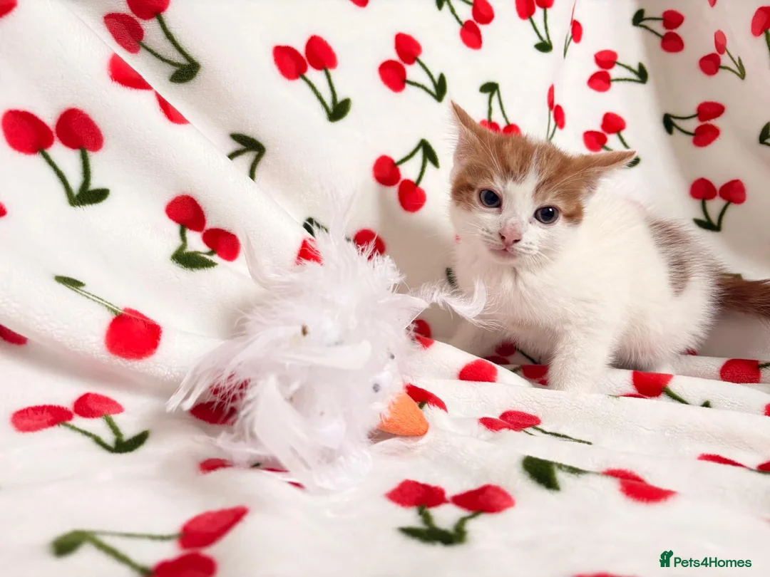Mixed Breed cats for sale: Adorable Baby Boys Looking for Loving Homes - Advert 2