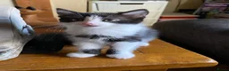 Mixed Breed cats for sale: 3 Black & White boys in Swadlincote - Advert 5