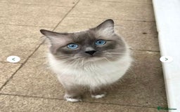 Ragdoll cats for sale: Gorgeous Male Ragdoll Kitten- Ready Now - Image 10