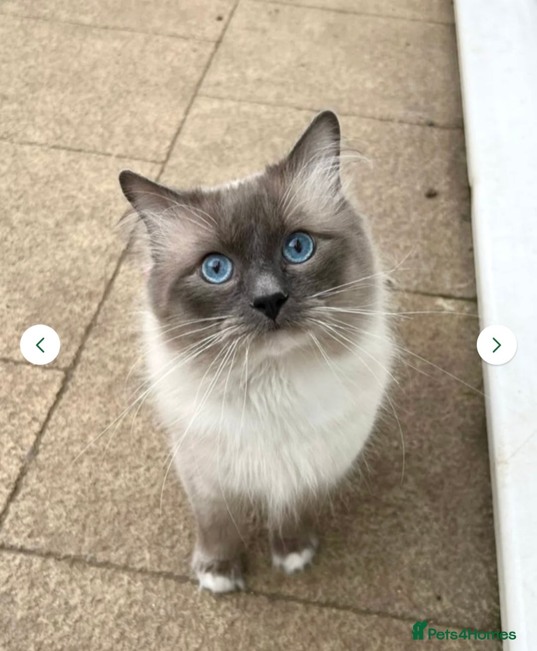 Ragdoll cats for sale: Gorgeous Male Ragdoll Kitten- Ready Now - Image 10