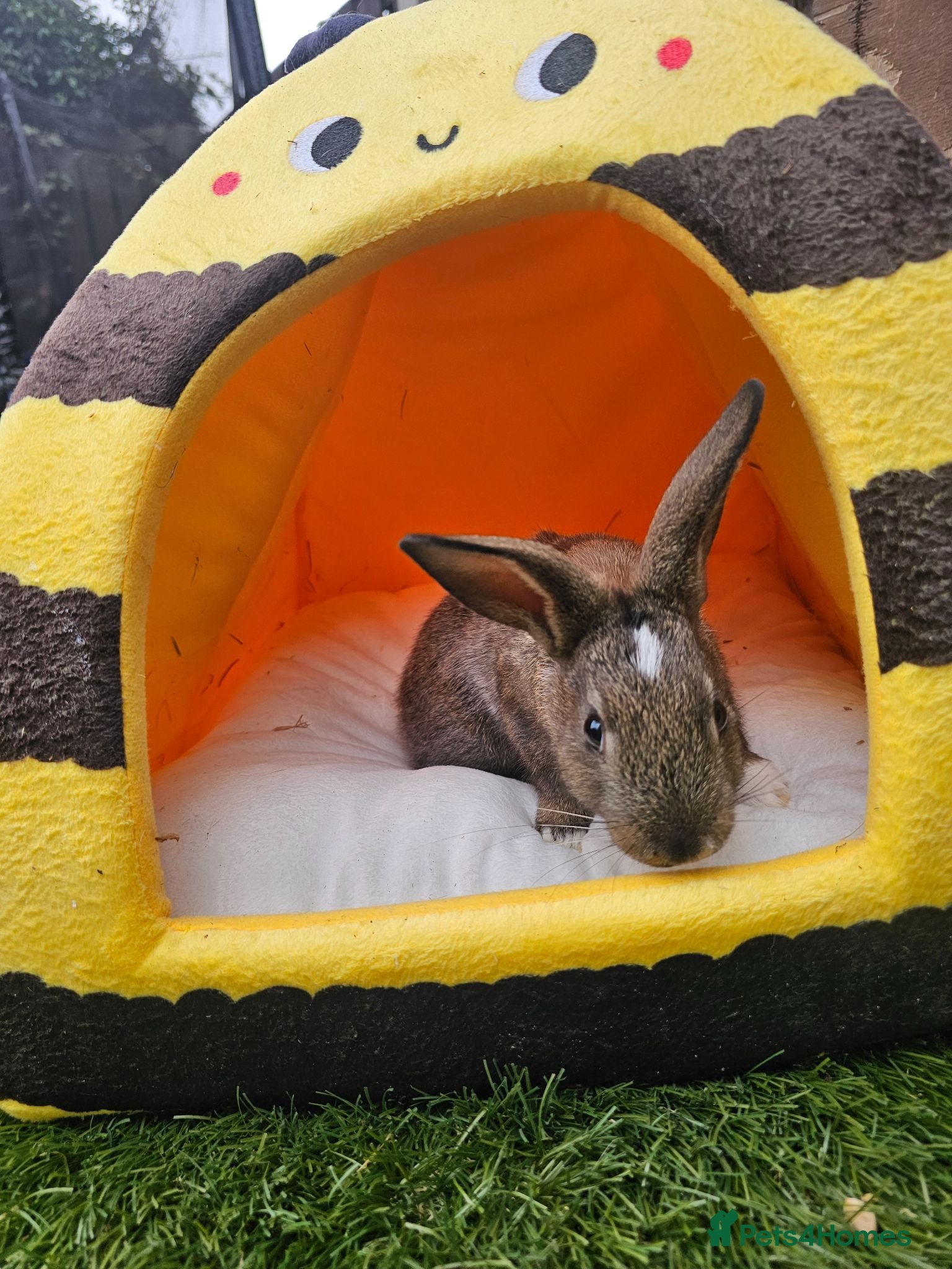 Netherland Dwarf rabbits 1 Male bunny  - Advert 9