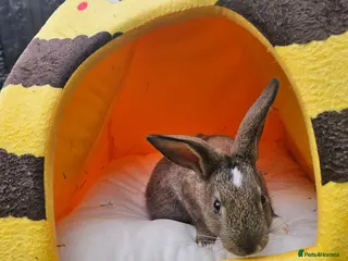 Netherland Dwarf rabbits 1 Male bunny - Advert 9