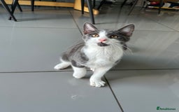 Russian Blue cats for sale: Charming Blue Boys - Image 13