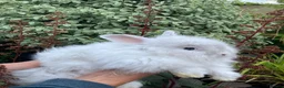 Angora rabbits for sale: Stunning Angora rabbit for sale - Advert 4
