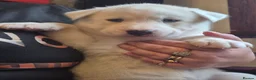 Siberian Husky dogs for sale: 5 beautiful siberian husky puppies  - Advert 8
