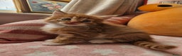 Mixed Breed cats for sale: Beautiful ginger mix long hair maine coon kittens - Advert 24