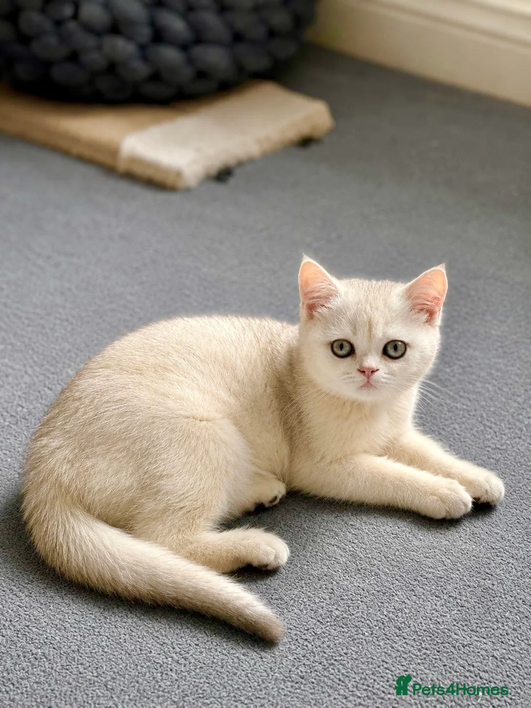 Scottish Fold cats for sale: ADORABLE SCOTISH FOLD KITTENS - Advert 13