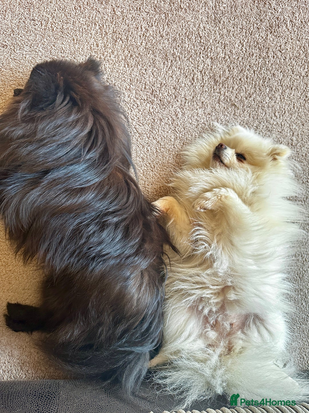 Pomeranian dogs for sale: Stunning Pomeranian puppies.  - Image 4