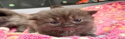 Ragdoll cats for sale: Ragdoll cross Persian kittens  in Leominster - Advert 6