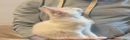 Maine Coon cats for sale:     Stunning Purebred Maine Coon Kitten - Advert 13