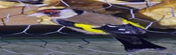 Mixed Breed birds for sale: Goldfinch  - Advert 8