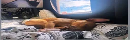 Staffordshire Bull Terrier dogs for adoption: Gorgeous staffie cross available for adoption  in Tilbury - Advert 5