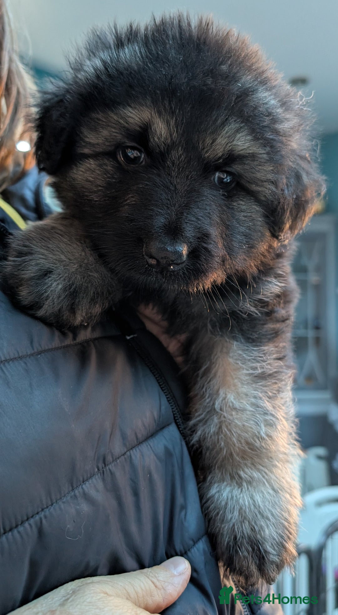 German Shepherd dogs for sale: Gorgeous Shepherd Puppies for Sale - Advert 10