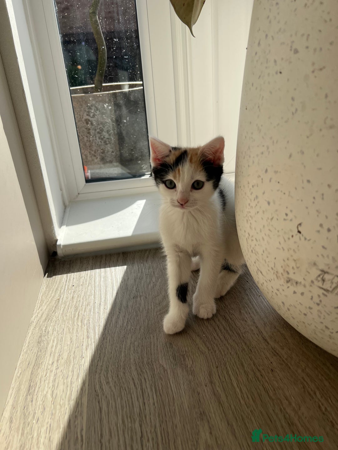 Mixed Breed cats for sale: Cute mixed Bengal kittens  - Advert 8