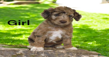 Cockapoo dogs - Advert 1