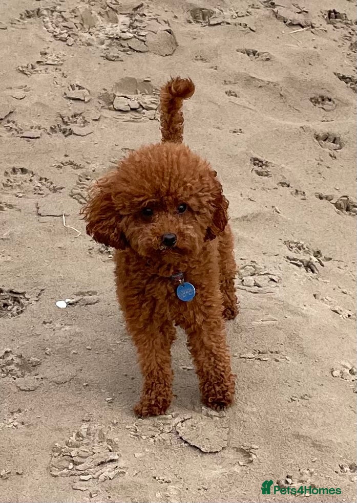 Toy Poodle dogs 2 RED BOYS FOR STUD in Burry Port - Advert 5