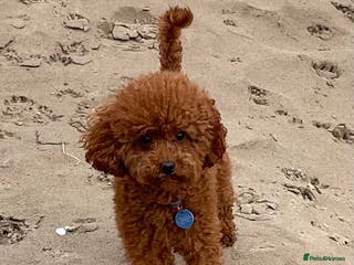 Toy Poodle dogs 2 RED BOYS FOR STUD in Burry Port - Advert 11