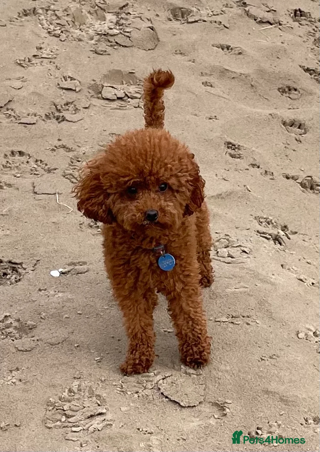 Toy Poodle dogs for stud: 2 RED BOYS FOR STUD in Burry Port - Advert 1