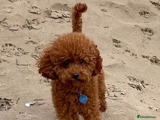 Toy Poodle dogs 2 RED BOYS FOR STUD in Burry Port - Advert 3