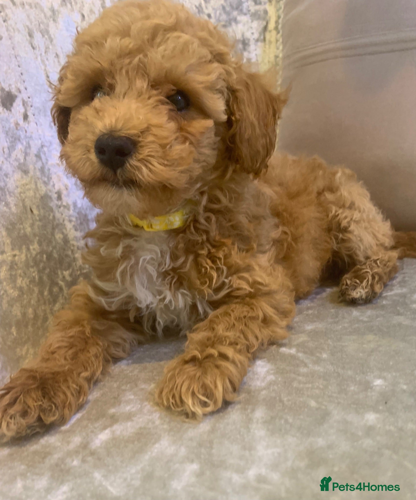 Toy Poodle dogs 🐩Fully vaccinated Toy Poodle. 🐩 - Advert 2