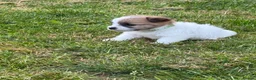 Jack Russell dogs for sale: Jack Russell puppies  in Ruthin - Advert 5
