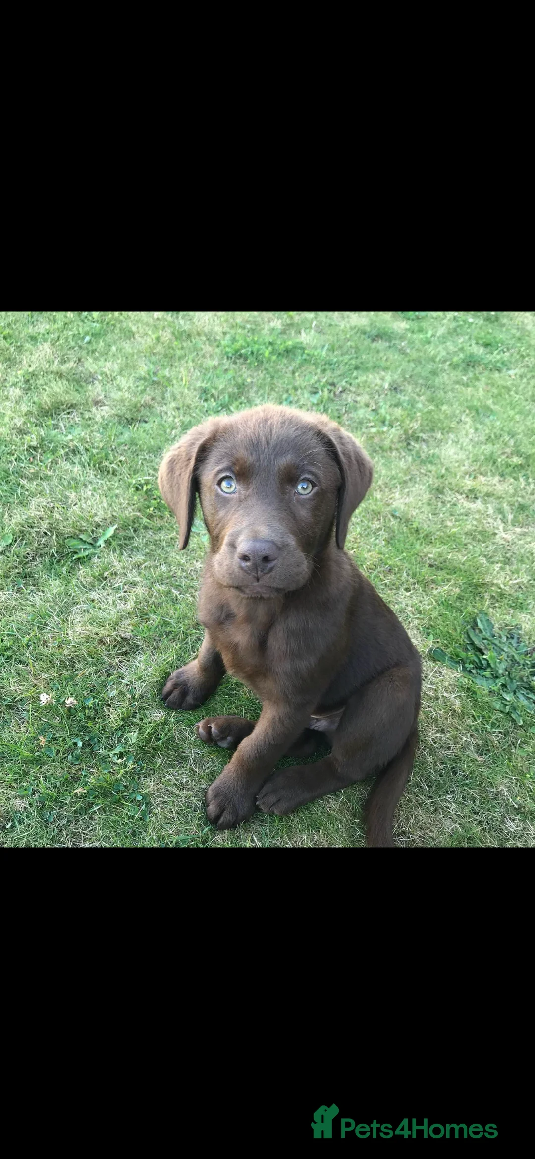 Labrador Retriever dogs for stud: Chocolate Labrador Stud - Advert 5