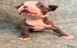 Boston Terrier dogs for sale: Exceptional Blue Boston Terrier Puppies 💙🐾 - Image 14