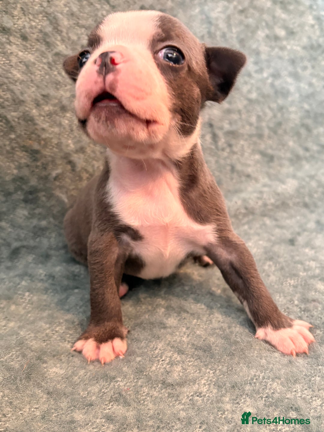 Boston Terrier dogs for sale: Exceptional Blue Boston Terrier Puppies 💙🐾 - Image 14