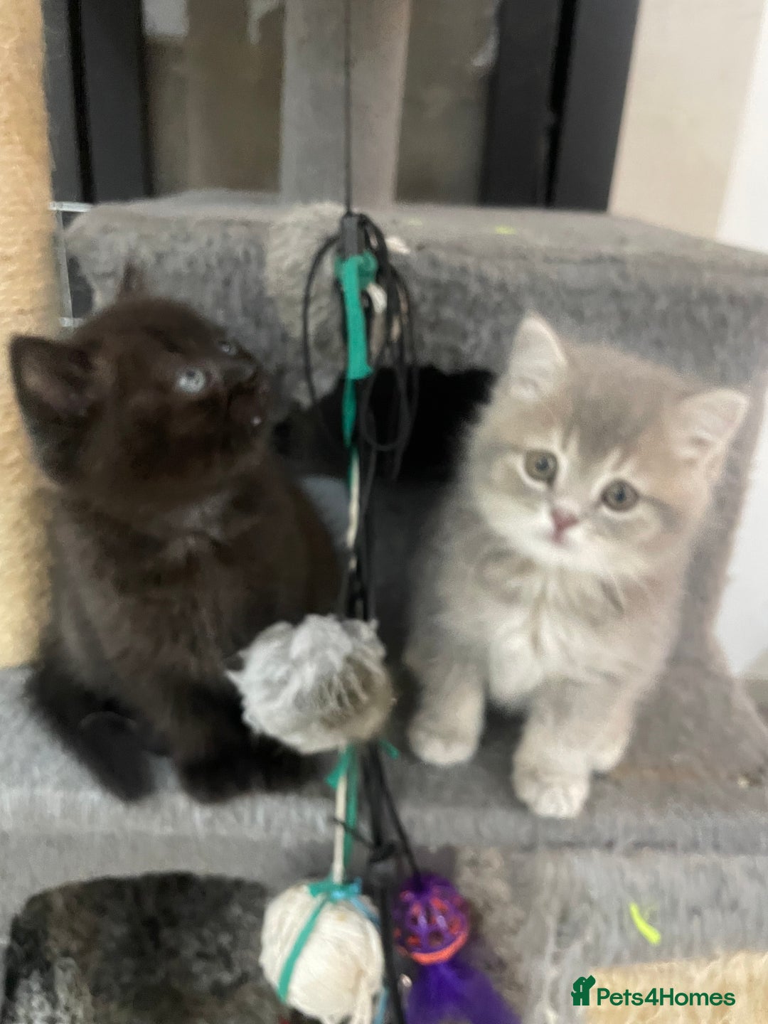 British Shorthair cats for sale: Fabulous, playful and healthy BSH kittens, rare - Image 11