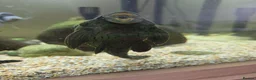 Plecos fish for sale: L191 (Believed to be) Pleco in Southampton - Advert 4