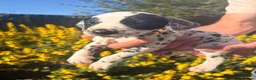 Dalmatian dogs for sale: Exceptional KC Dalmatian Puppies  - Advert 7