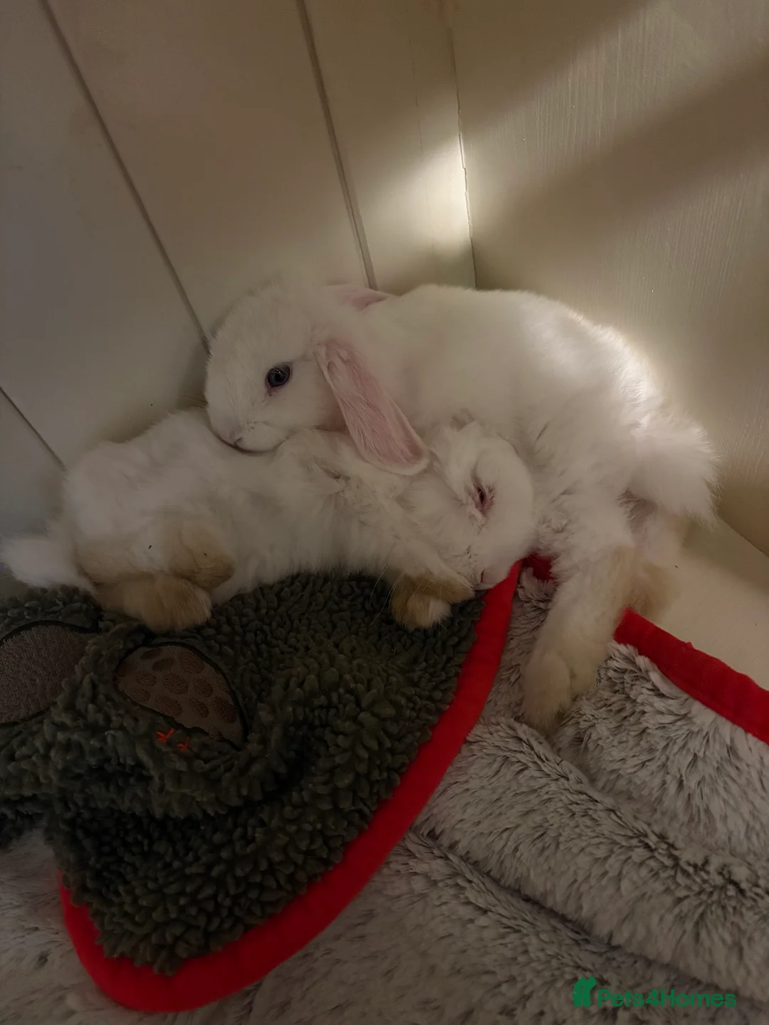 Mini Lop rabbits for sale: Vaccinated/raised indoors, mini lops and lion lop  - Advert 21
