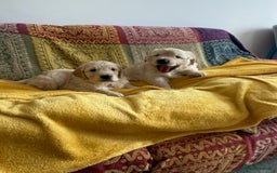 Golden Retriever dogs for sale: Golden Retriever Puppies - Collection 19 September - Image 2