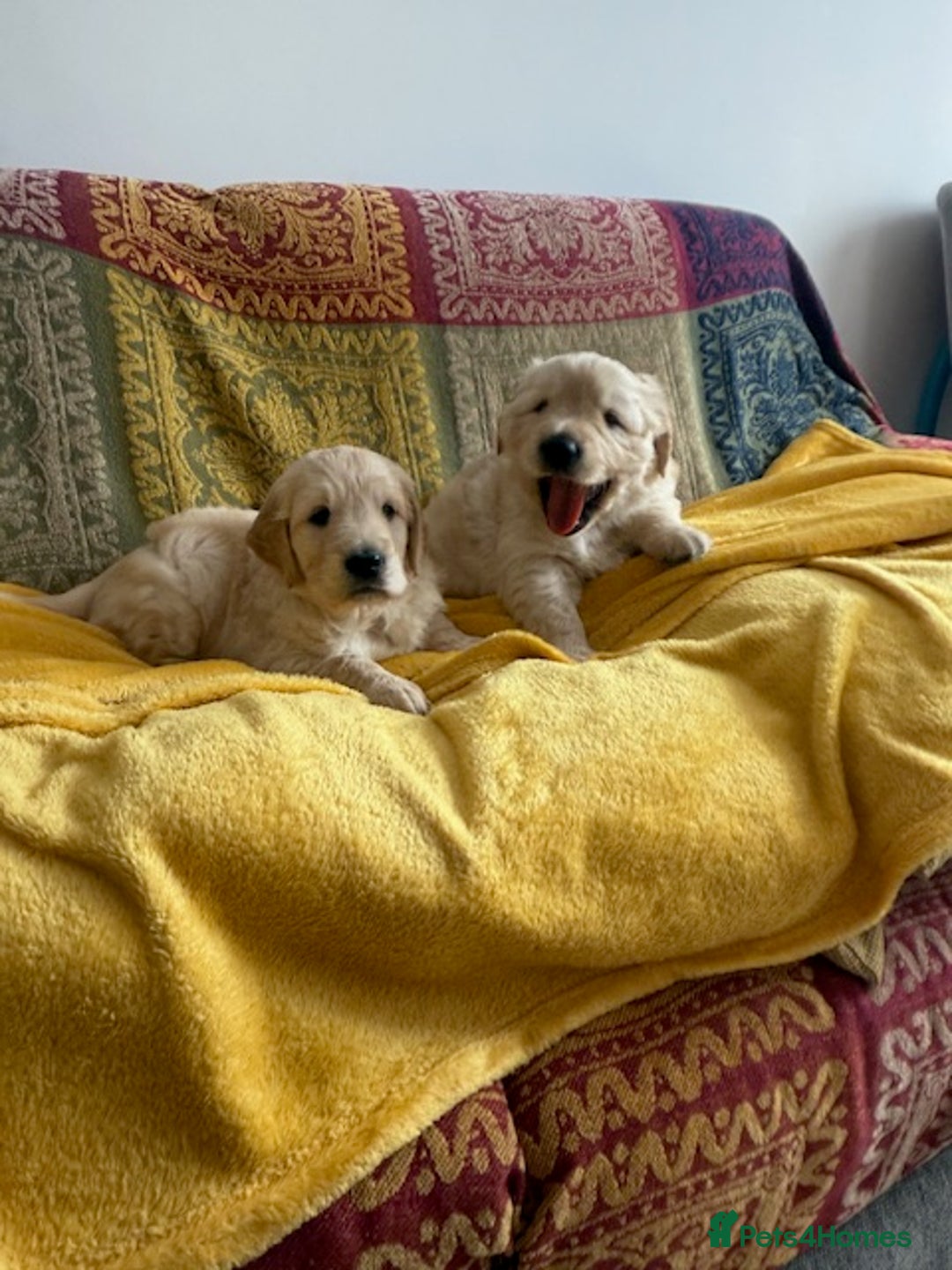Golden Retriever dogs for sale: Golden Retriever Puppies - Collection 19 September - Image 2
