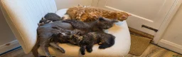 Mixed Breed cats for sale: Maine coon kittens available in Peterborough - Advert 3