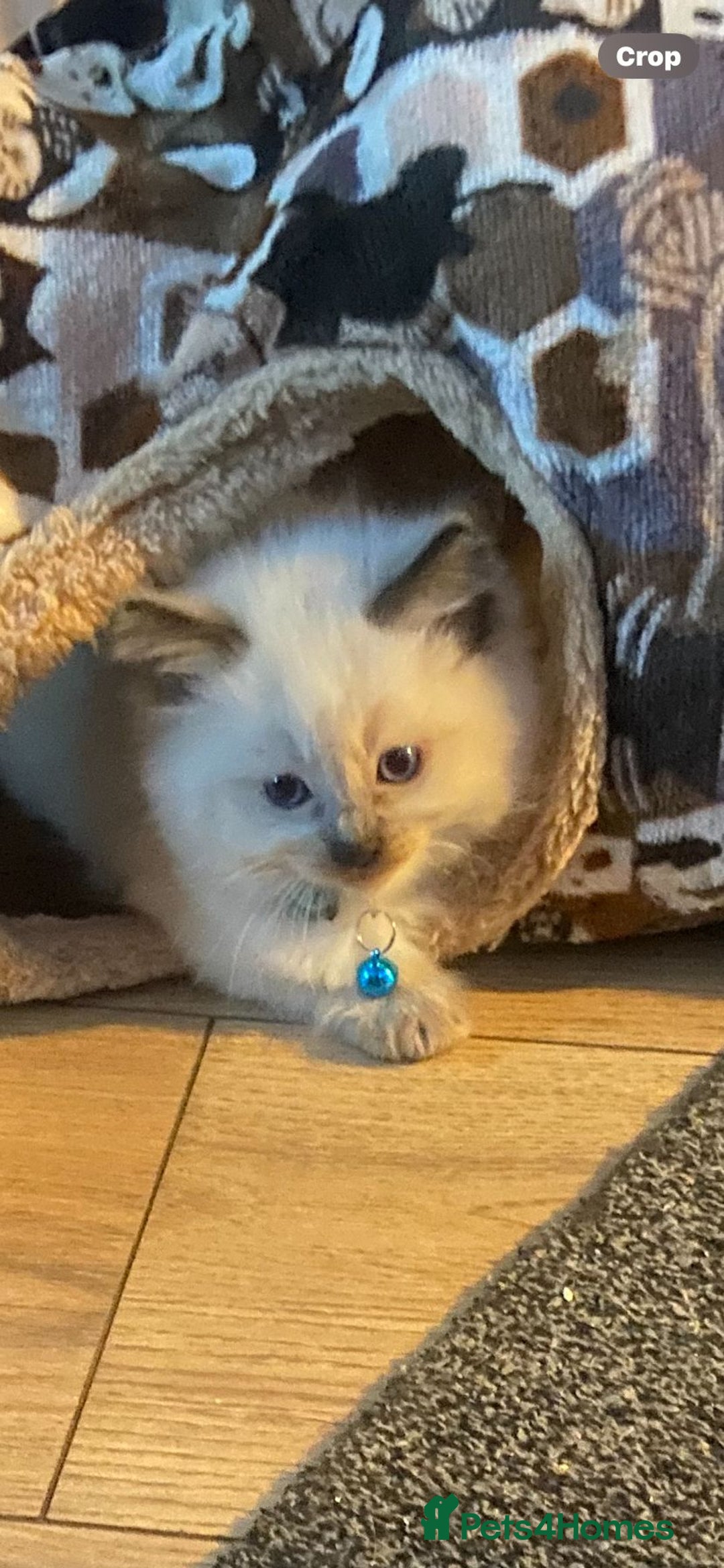 Ragdoll cats for sale: Purebred Ragdoll Kittens 3 Boys & 1 Girl - Advert 12