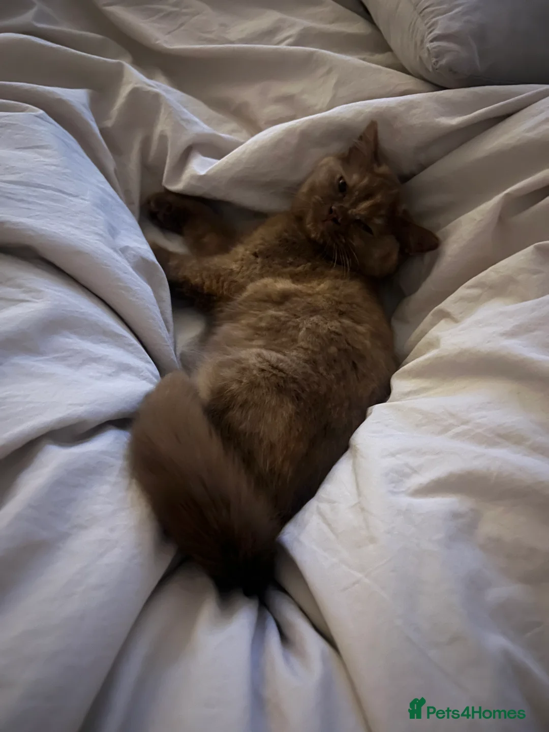 British Shorthair cats for sale: Cinnamon tortie British long hair female - Advert 6