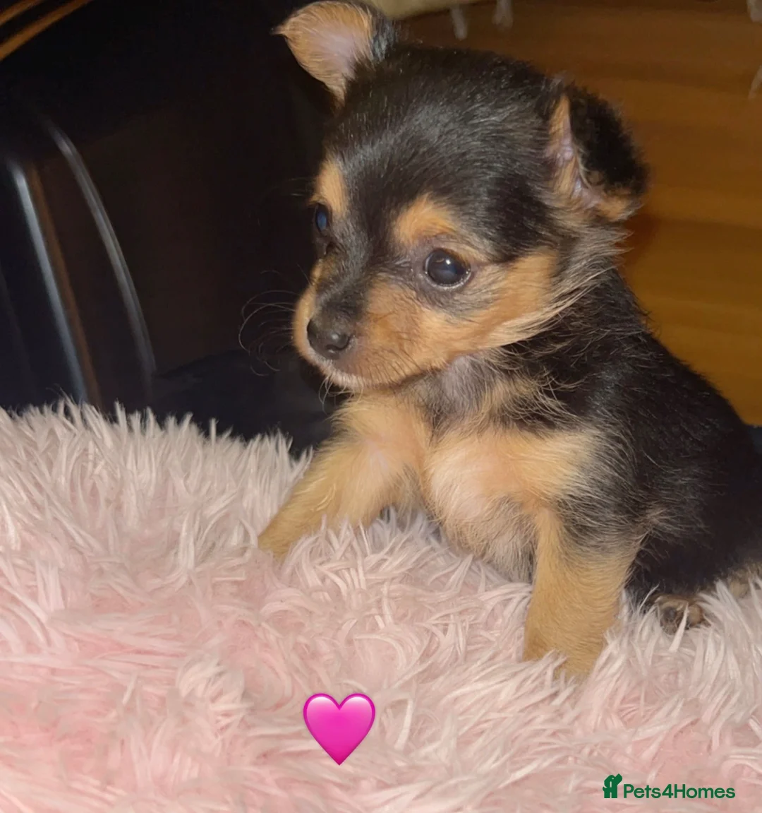 Chorkie dogs for sale: 5 beautiful Chorkie puppies  - Advert 1